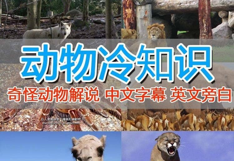 外面卖1699的国外纪录片解说（动物解说、美食、动画片）稳过中视频-云创网